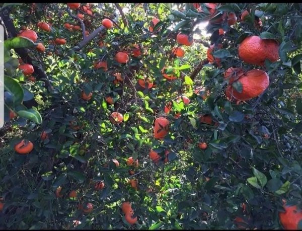 صور من قرية عزون عتمة جنوب قلقيلية، نقلاً عن صفحة أبناء البلد