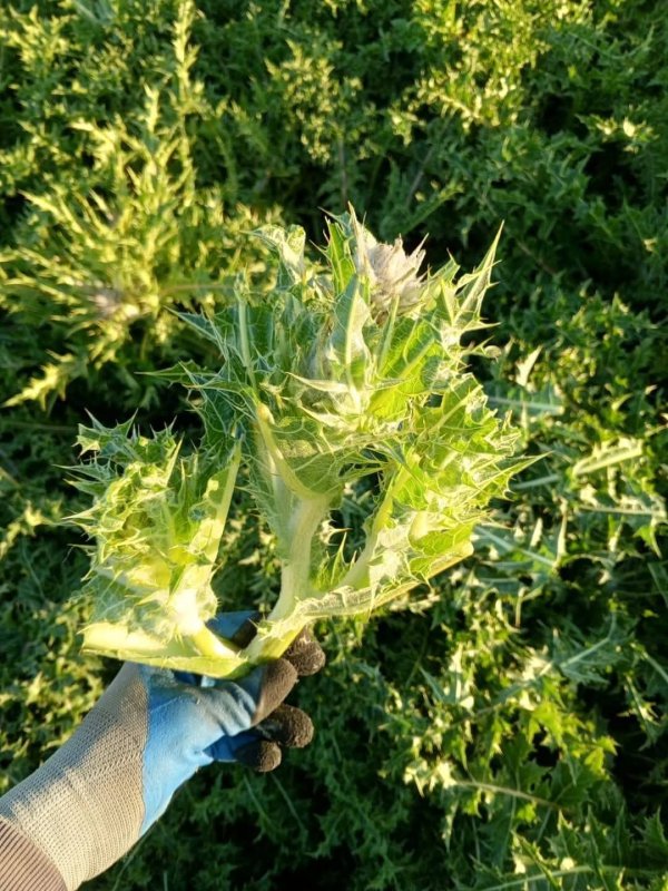 مزارع #العكوب عزون عتمه جنوب شرق #قلقيليه تصوير صهيب عمر