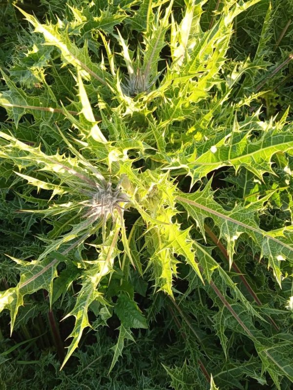 مزارع #العكوب عزون عتمه جنوب شرق #قلقيليه تصوير صهيب عمر