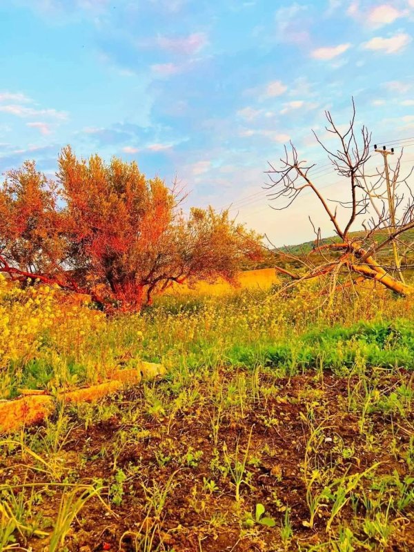  | موسوعة القرى الفلسطينية