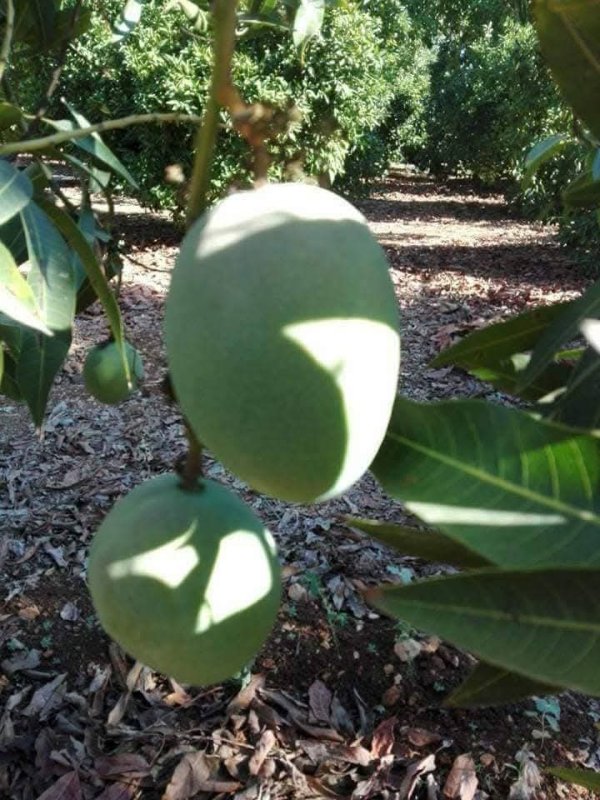 صور من قرية عزون عتمة جنوب قلقيلية، نقلاً عن صفحة أبناء البلد