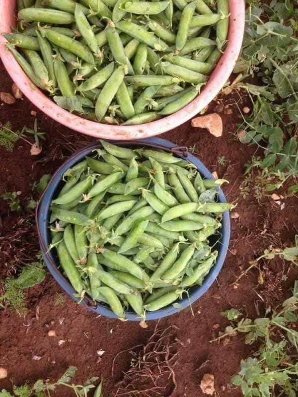 صور من قرية عزون عتمة جنوب قلقيلية، نقلاً عن صفحة أبناء البلد