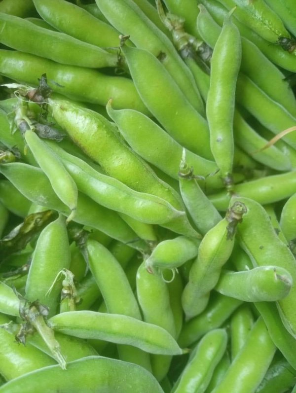 صور من قرية عزون عتمة جنوب قلقيلية، نقلاً عن صفحة أبناء البلد