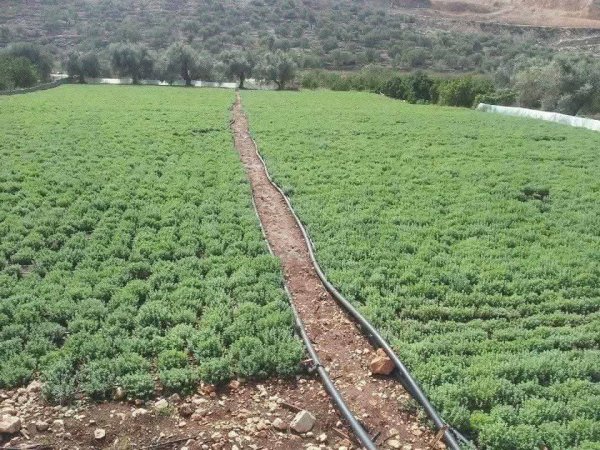 صور من قرية عزون عتمة جنوب قلقيلية، نقلاً عن صفحة أبناء البلد