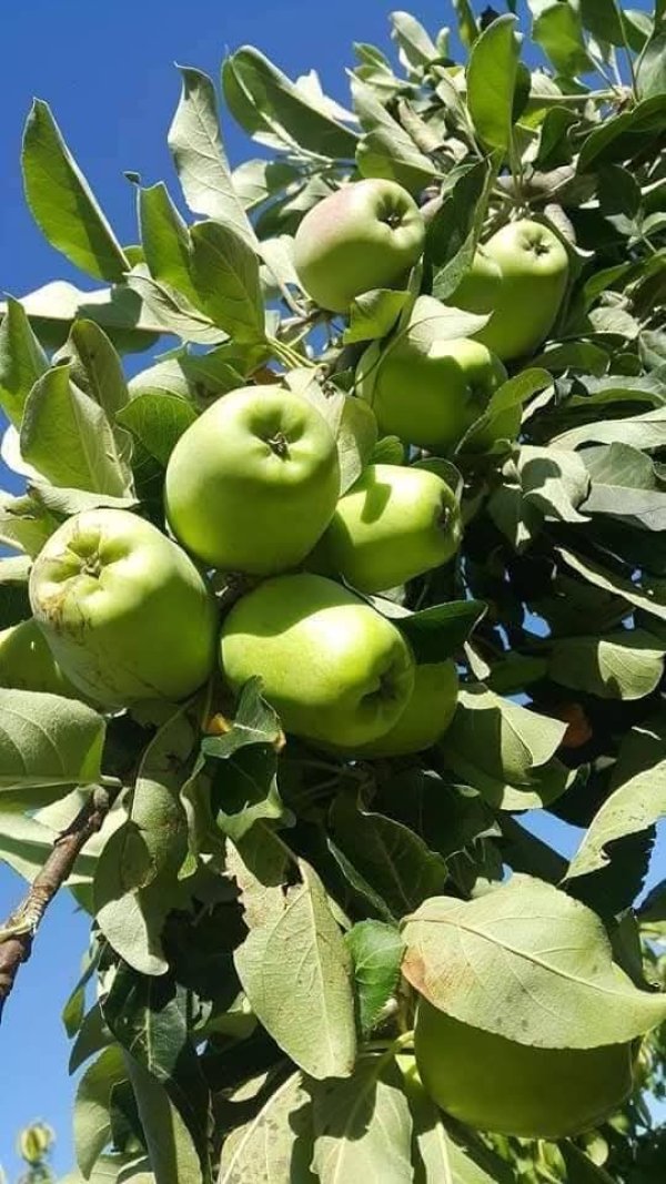 صور من قرية عزون عتمة جنوب قلقيلية، نقلاً عن صفحة أبناء البلد