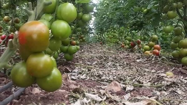 صور من قرية عزون عتمة جنوب قلقيلية، نقلاً عن صفحة أبناء البلد