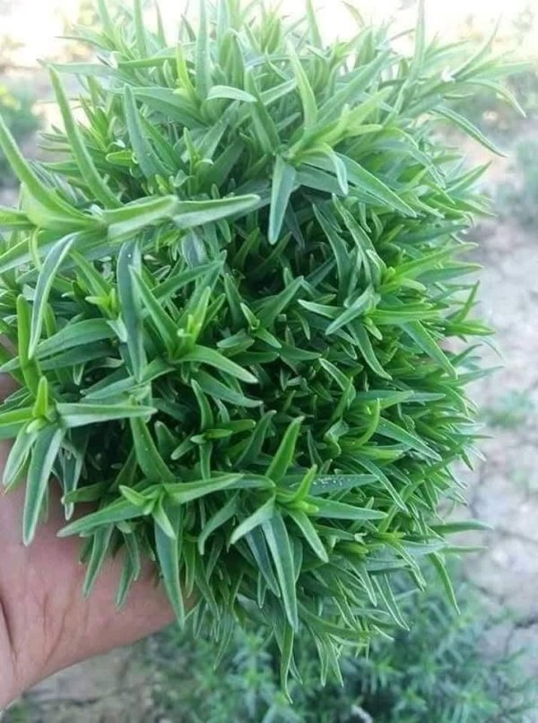 صور من قرية عزون عتمة جنوب قلقيلية، نقلاً عن صفحة أبناء البلد