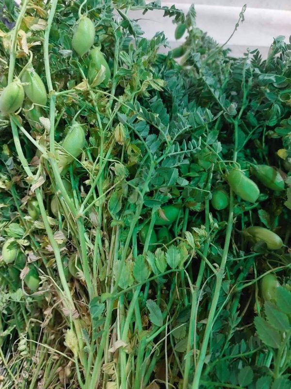 صور من قرية عزون عتمة جنوب قلقيلية، نقلاً عن صفحة أبناء البلد