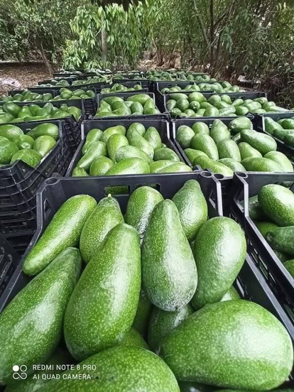 صور من قرية عزون عتمة جنوب قلقيلية، نقلاً عن صفحة أبناء البلد