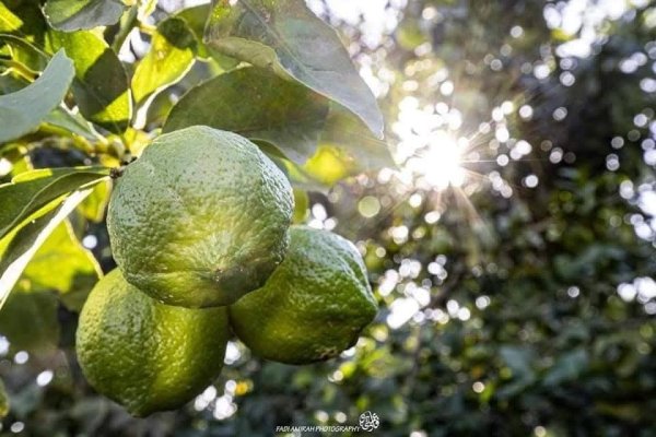 صور من قرية عزون عتمة جنوب قلقيلية، نقلاً عن صفحة أبناء البلد