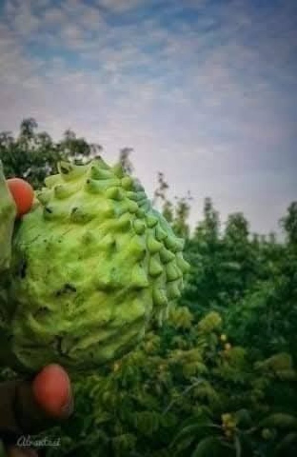 صور من قرية عزون عتمة جنوب قلقيلية، نقلاً عن صفحة أبناء البلد