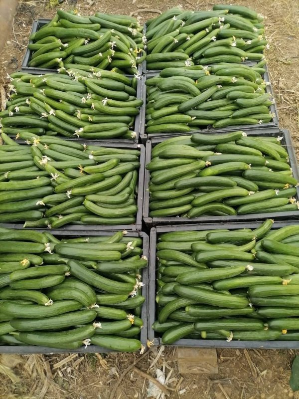 صور من قرية عزون عتمة جنوب قلقيلية، نقلاً عن صفحة أبناء البلد