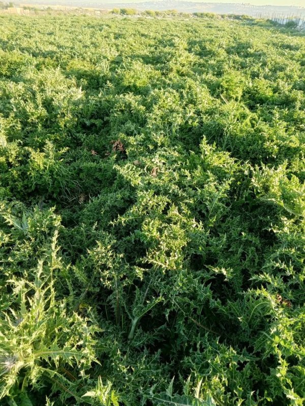 مزارع #العكوب عزون عتمه جنوب شرق #قلقيليه تصوير صهيب عمر