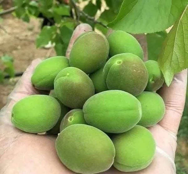 صور من قرية عزون عتمة جنوب قلقيلية، نقلاً عن صفحة أبناء البلد