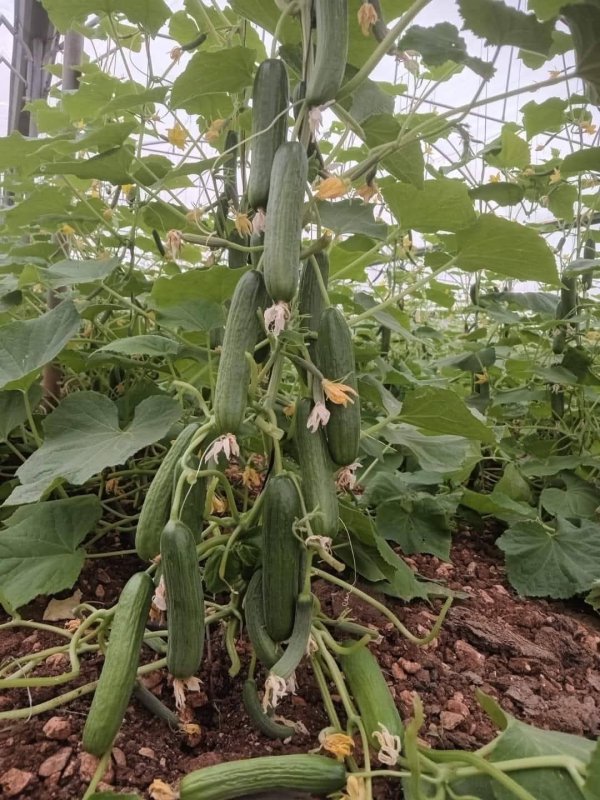 صور من قرية عزون عتمة جنوب قلقيلية، نقلاً عن صفحة أبناء البلد