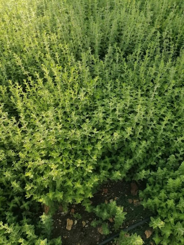 صور من قرية عزون عتمة جنوب قلقيلية، نقلاً عن صفحة أبناء البلد