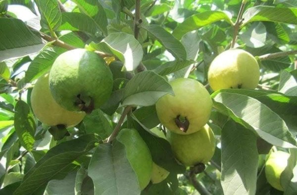 صور من قرية عزون عتمة جنوب قلقيلية، نقلاً عن صفحة أبناء البلد