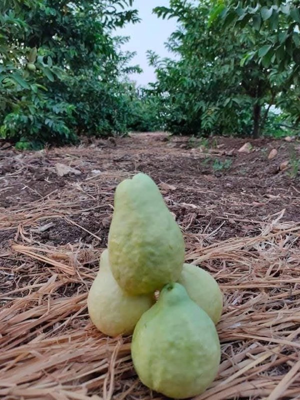 صور من قرية عزون عتمة جنوب قلقيلية، نقلاً عن صفحة أبناء البلد