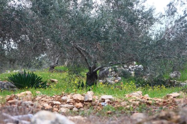  | موسوعة القرى الفلسطينية