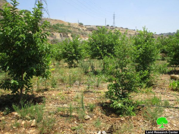 صور من قرية وادي الرشا، نقلاً عن معهد الأبحاث التطبيقية-أريج