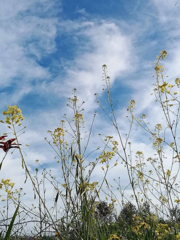 جمال طبيعة الربيع قرية وادي الرشا محافظة قلقيلية صفحتنا وادي الرشا