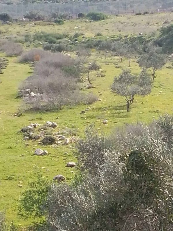 جمال طبيعة الربيع قرية وادي الرشا محافظة قلقيلية صفحتنا وادي الرشا