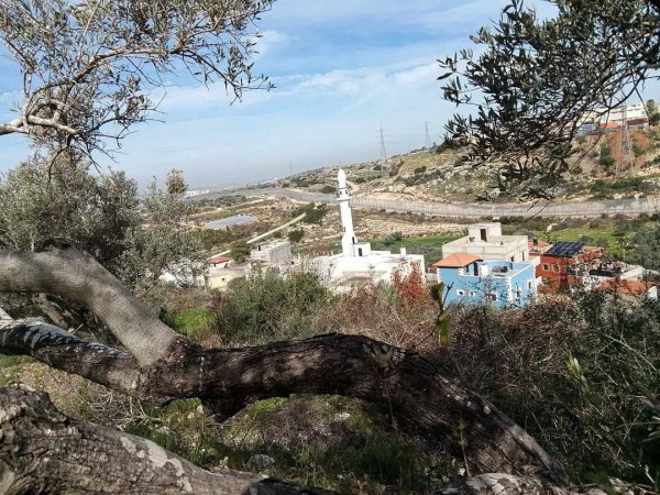 جمال طبيعة الربيع قرية وادي الرشا محافظة قلقيلية صفحتنا وادي الرشا