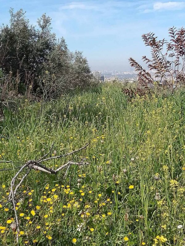 جمال طبيعة الربيع قرية وادي الرشا محافظة قلقيلية صفحتنا وادي الرشا