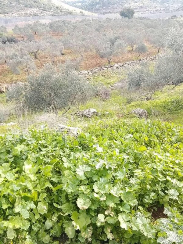الطبيعة الخضراء من شرق الوادي ما بين جدار الفصل العنصري والاراضي المحاذية من الواد قرية وادي الرشا،   نقلاً عن صفحة أبناء البلد- محافظة قلقيلية