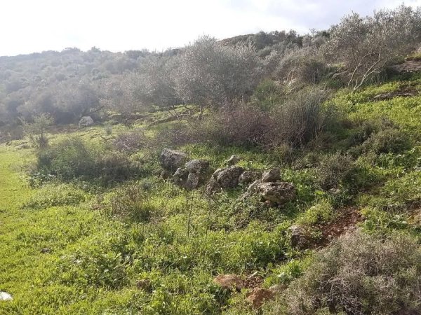 الطبيعة الخضراء من شرق الوادي ما بين جدار الفصل العنصري والاراضي المحاذية من الواد قرية وادي الرشا،   نقلاً عن صفحة أبناء البلد- محافظة قلقيلية