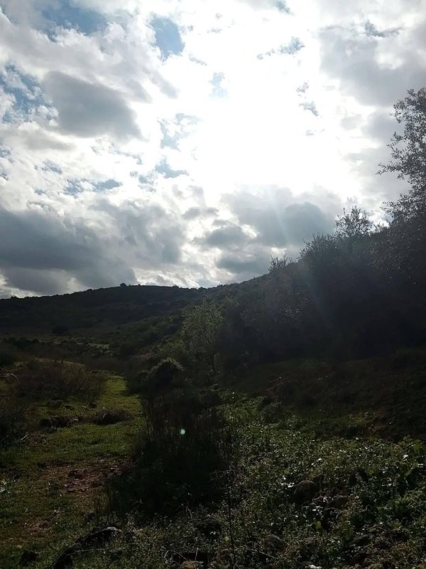 الطبيعة الخضراء من شرق الوادي ما بين جدار الفصل العنصري والاراضي المحاذية من الواد قرية وادي الرشا،   نقلاً عن صفحة أبناء البلد- محافظة قلقيلية