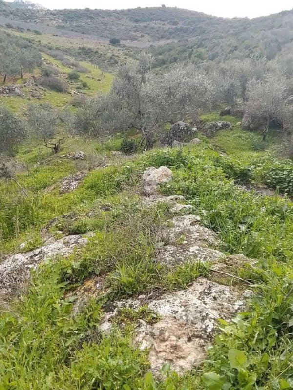 الطبيعة الخضراء من شرق الوادي ما بين جدار الفصل العنصري والاراضي المحاذية من الواد قرية وادي الرشا،   نقلاً عن صفحة أبناء البلد- محافظة قلقيلية