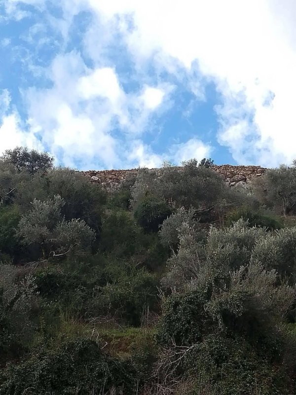 الطبيعة الخضراء من شرق الوادي ما بين جدار الفصل العنصري والاراضي المحاذية من الواد قرية وادي الرشا،   نقلاً عن صفحة أبناء البلد- محافظة قلقيلية