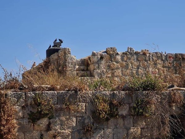  | موسوعة القرى الفلسطينية