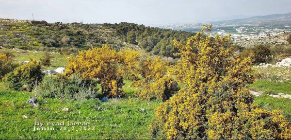 صور حديثة لمدينة جنين بإطلالات من مختلف أنحاء المدينة