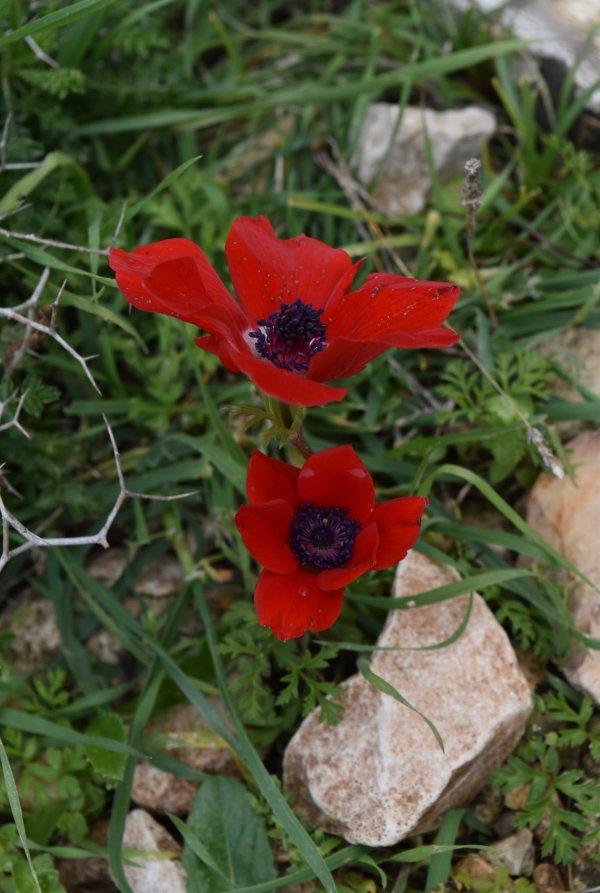 قرية نصف جبيل: نابلس