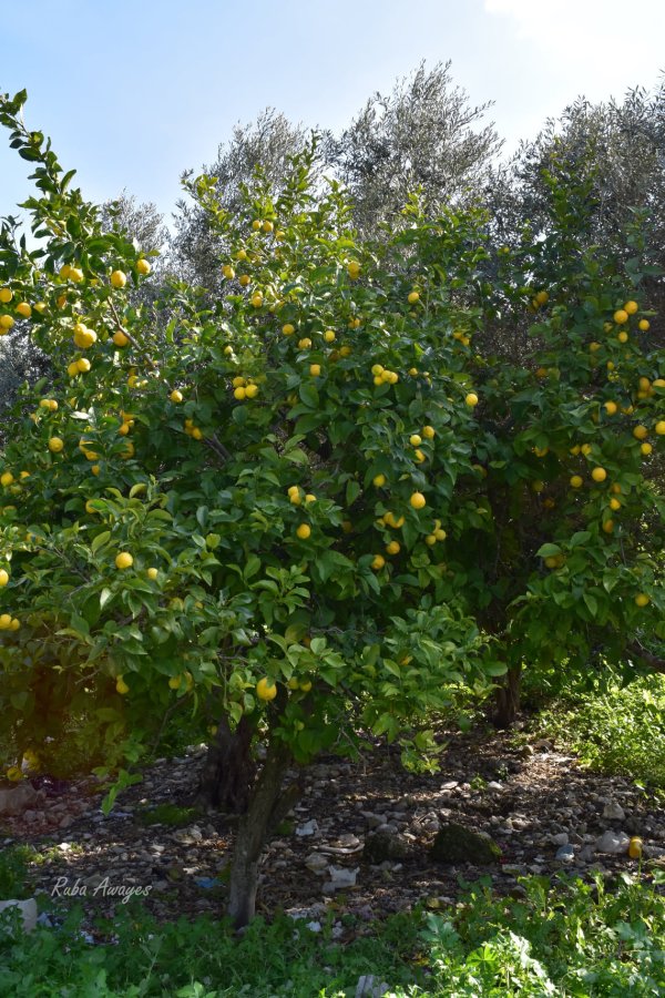 قرية نصف جبيل: نابلس