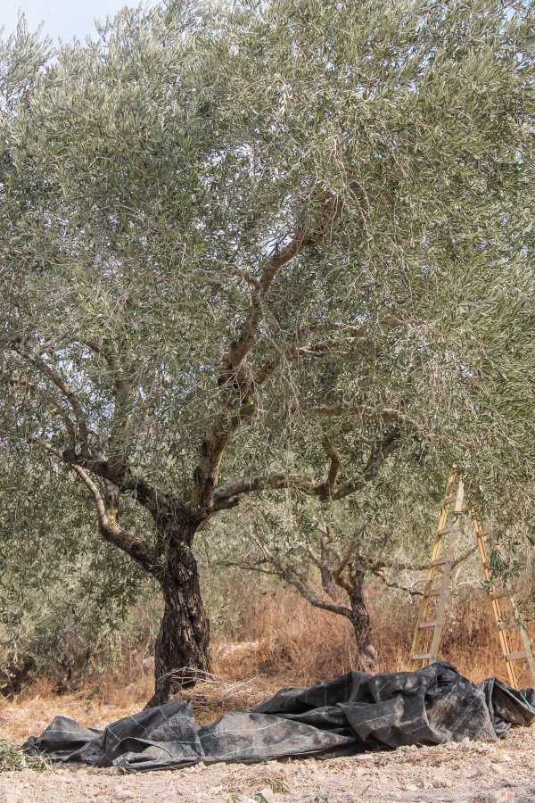 قرية نصف جبيل: نابلس