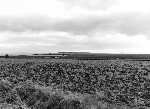 صورة قديمة من مستعمرة "ميزراع" المقامة على أراضي قرية تل العدس