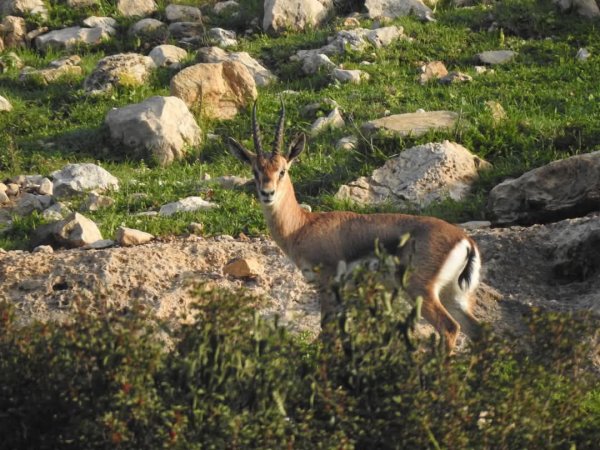 غزال الجبل الفلسطيني في محمية وادي قانا، بعدسة: أ. محمد أبو نوح