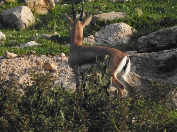 غزال الجبل الفلسطيني في محمية وادي قانا، بعدسة: أ. محمد أبو نوح
