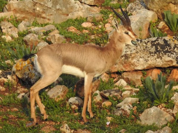 غزال الجبل الفلسطيني في محمية وادي قانا، بعدسة: أ. محمد أبو نوح