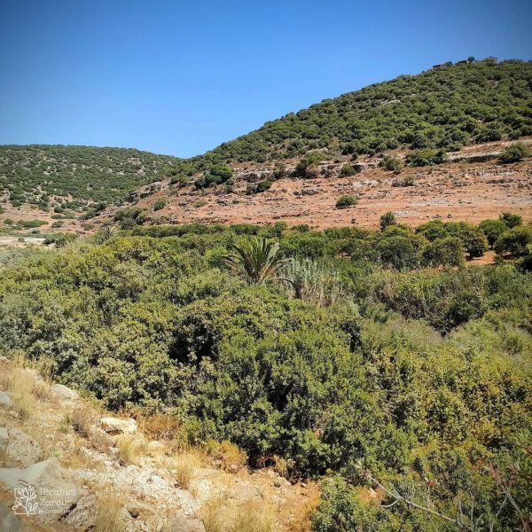 صور من أراضي وادي قانا، بعدسة: Ibrahim Zarour