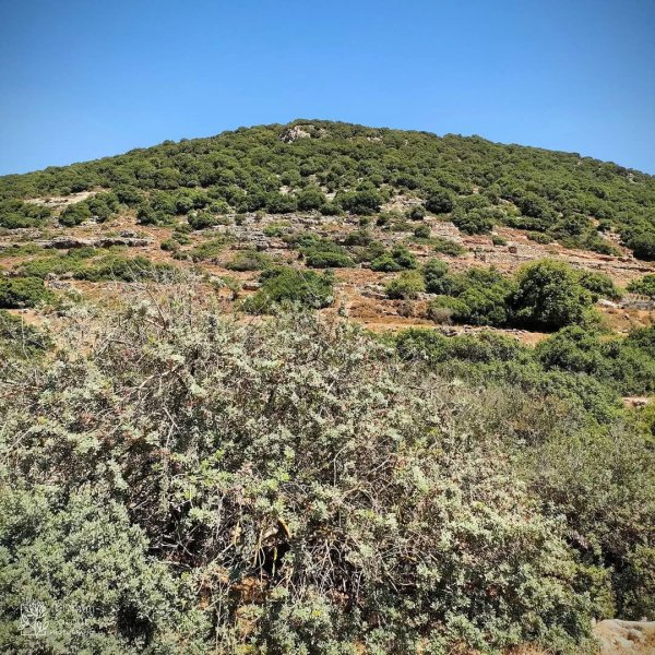 صور من أراضي وادي قانا، بعدسة: Ibrahim Zarour