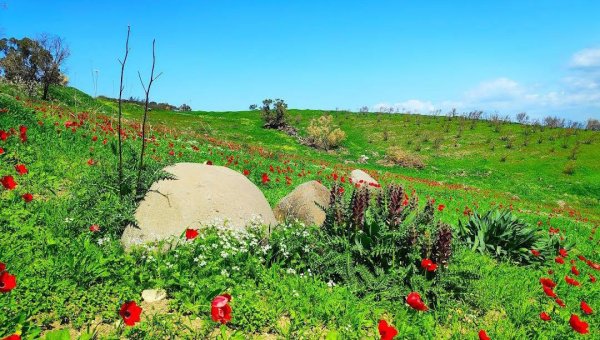 | موسوعة القرى الفلسطينية  | موسوعة القرى الفلسطينية