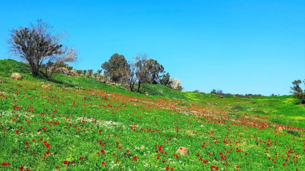 | موسوعة القرى الفلسطينية  | موسوعة القرى الفلسطينية