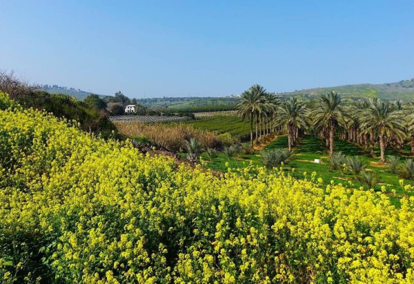 | موسوعة القرى الفلسطينية  | موسوعة القرى الفلسطينية
