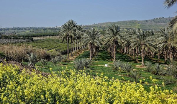 | موسوعة القرى الفلسطينية  | موسوعة القرى الفلسطينية