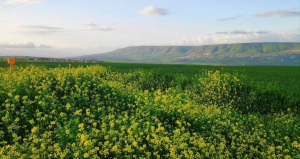 | موسوعة القرى الفلسطينية  | موسوعة القرى الفلسطينية