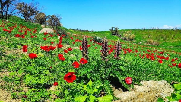 | موسوعة القرى الفلسطينية  | موسوعة القرى الفلسطينية